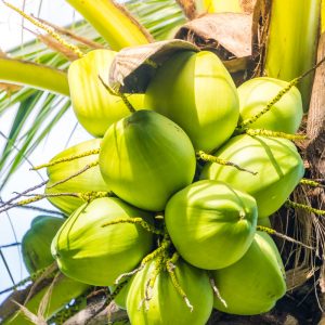 Coconuts - Image 2