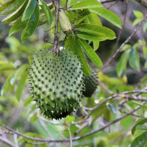 Soursop