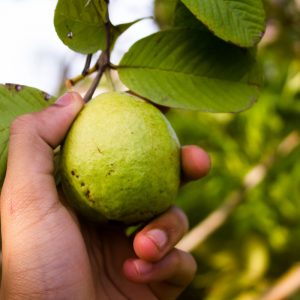 Guava - Image 2