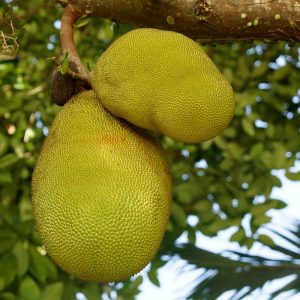 Jackfruit - Image 2