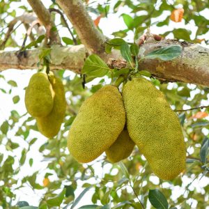 Jackfruit - Image 3