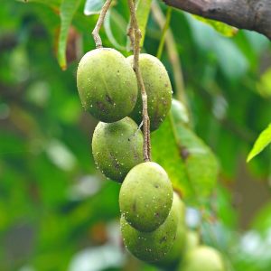 June Plum - Image 3