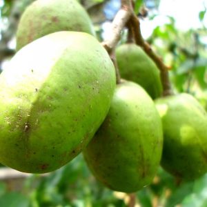 June Plum - Image 2