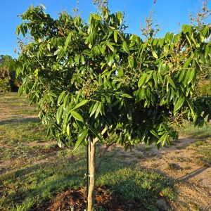 Longan - Image 3