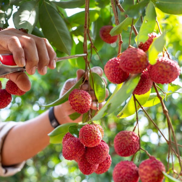 Lychee