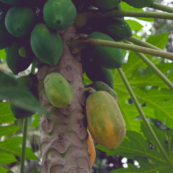 Papaya