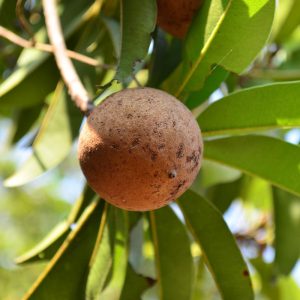 Sapodilla