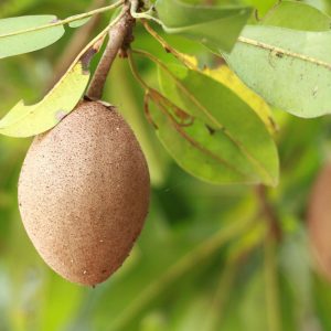 Sapodilla - Image 3