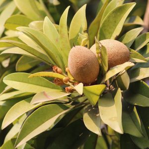 Sapodilla - Image 2