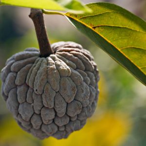 Sugar Apple