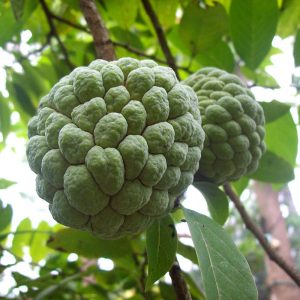 Sugar Apple - Image 2