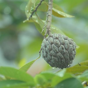 Sugar Apple - Image 3