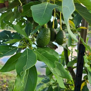 Simmonds avocado - Image 2