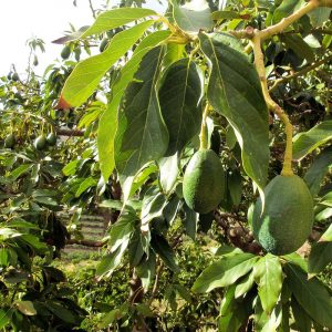 Simmonds avocado - Image 3