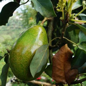 Simmonds avocado - Image 4