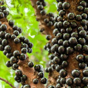 Jaboticaba - Image 2