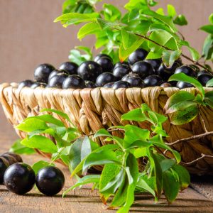 Jaboticaba