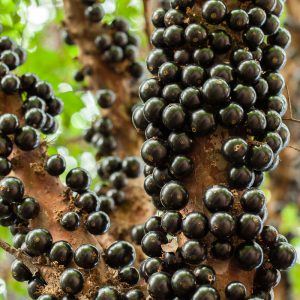Jaboticaba - Image 3