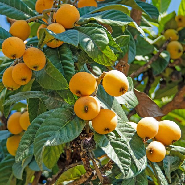 Loquat